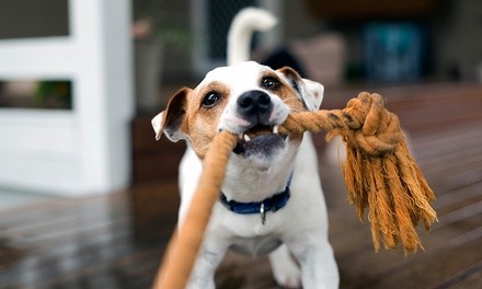 Animal Daycare and Boarding Services at Pitty Paws Pet Care (Up to 49% Off). Nine Options Available.