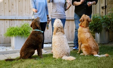 Introductory Session and One or Two Full Days of Daycare for One Dog at Paw-Some Dog (Up to 59% Off)