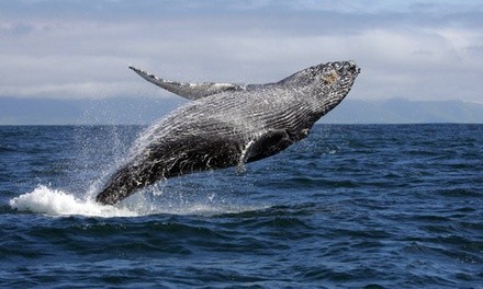 $64 for Two-Hour Whale-Watching Kayak Tour for Two from Everyday California ($84 Value)