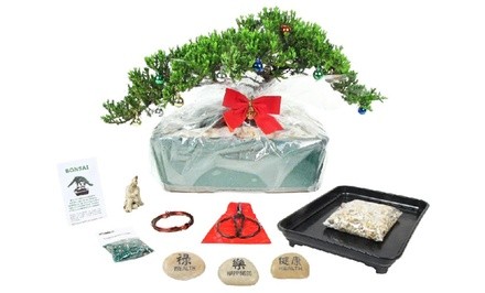 Bonsai Trees from Eve's Garden Gift (Up to 65% Off). Two Options Available.