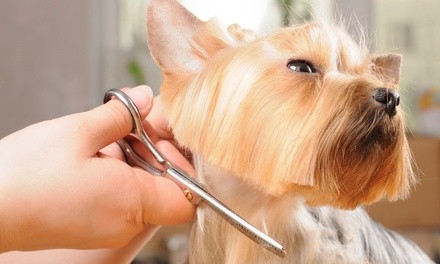 Up to 36% Off on Pet - Grooming / Salon at Shannon's Pretty Paws