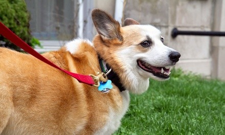 $15 for $30 Worth of Pet-Sitting and Dog-Walking Services from Dependable Pet Services