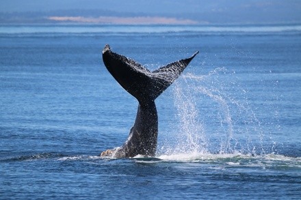 $89 for Three-Hour Guaranteed Whale-Watching Tour at Hawaiian Adventures Kona ($109 Value)