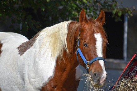 Up to 43% Off on Horse Back Riding - Training at Celestial Riding Academy