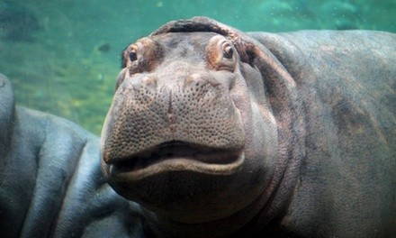 One-Year Family Pack, Adult, or Child Membership to Adventure Aquarium (Up to 37% Off)