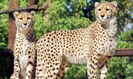 Single-Day Admission for One Child or Adult to Wildlife World Zoo, Aquarium & Safari Park (Up to 17% Off)