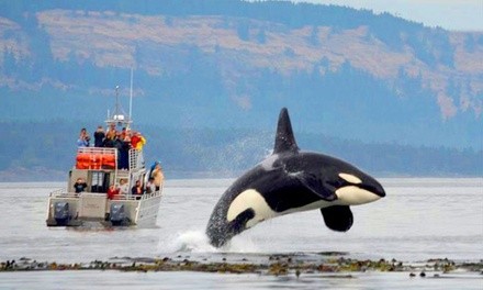 $59 for a 3.5-Hour Whale-Watching Trip from Outer Island Excursions ($109 Value)