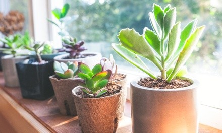 Three Month Subscription to Succulent Studios Monthly Plant Delivery (Up to 19% Off)