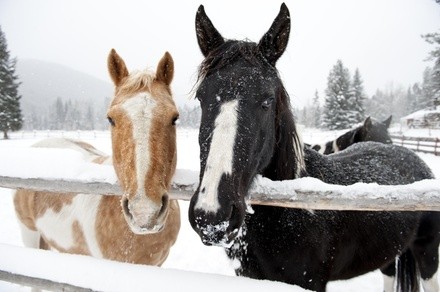 Up to 40% Off on Horse Back Riding - Training at Hold Your Horses Equine Therapy