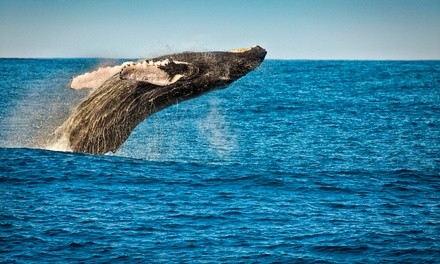 3-Hour Whale and Dolphin Watching Cruise for One Adult, One Child, or Both from Ocean Explorer (Up to 33% Off)