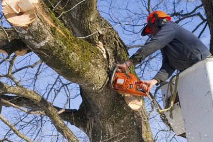 Up to 40% Off on Tree Trimming at Full service trees