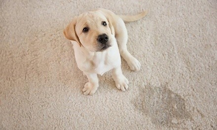 Carpet Cleaning and Pet Urine Removal for Two or Three Rooms from Central Valley Carpet Cleaning (Up to 52% Off)