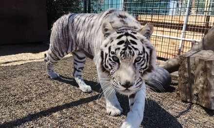 Extreme Feed or Gift Card at Forever Wild Exotic Animal Sanctuary (Up to 40% Off)