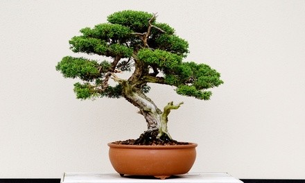 $52 for BYOB Bonsai Workshop for One at Color Cocktail Gallery ($100 Value)