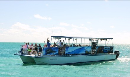 3.5-Hour Dolphin Watch and Snorkel Tour for One, Two, or Four from Barefoot Billy's (Up to 26% Off)