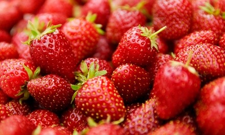 Admission for Two or Four to Strawberry Festival on March 13 or 14 at Timberline Farm (Up to 43% Off)