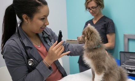 $9 for Full Physical Exam for One Pet at Davis Animal Hospital ($40 Value)