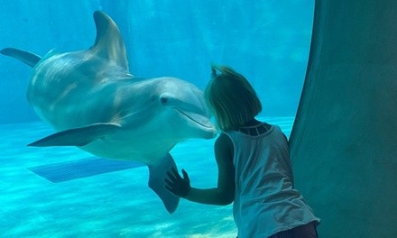 Single-Day Admission for One Child, Senior, or Adult to Clearwater Marine Aquarium