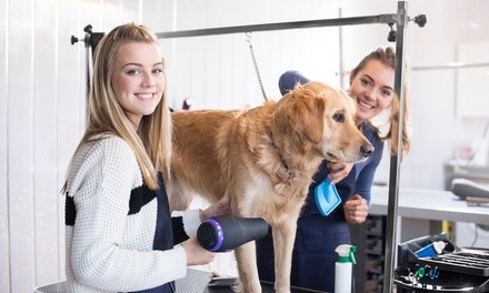 Up to 42% Off on Pet - Grooming / Salon at J.R. Dog Grooming