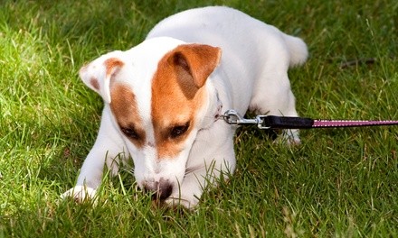 One, Three, or Five 30-Minute Dog Walks from School of Walk (Up to 56% Off)