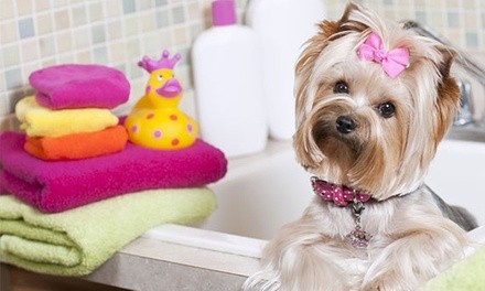 Up to 40% Off on Pet - Grooming / Salon at Uptown Pet Salons