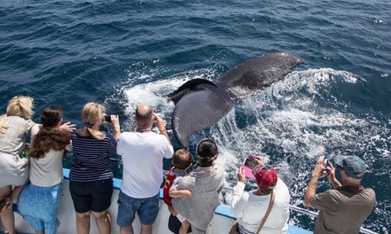 2–2.5 Hour Whale Watching and Dolphin Cruise from Davey's Locker (Up to 58% Off). All Fees Included.