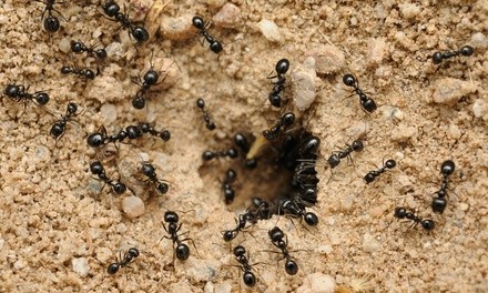 Up to 62% Off on Pest Control Service - General at GRACE & MERCY EXTERMINATING LLC