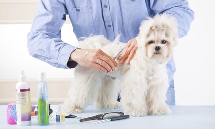 Up to 35% Off on Pet - Grooming / Salon at Diamond Collar Dog Spa