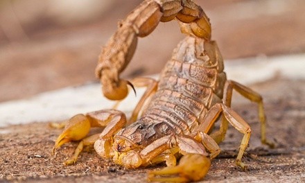 $29 for $88 Worth of Services — True Guard Pest Management