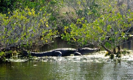 Private Wildlife Tour for Up to Five or Ten with Optional Lunch from Canaveral Wildlife Tours (Up to 10% Off)