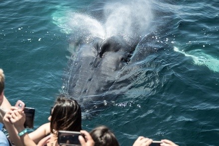 Whale Watching for One or Two on Weekday or Weekend from Newport Legacy (Up to 48% Off). All Fees Included.