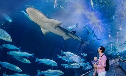 $24.50 for Admission for Adult to Aquarium of the Bay ($29.25 Value)