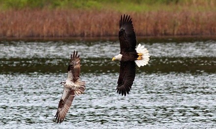 Saltwater Bird-Watching & Eco Tour for One Child or Adult from Visit Murrells Inlet (Up to 12% Off)