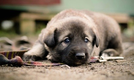 Days of Daycare for a Dog at Drumhill's Lakeland Pet Grooming and Dog Day Care (Up to 60% Off). Six Options.