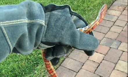 $139 for One Snake Inspection from AZ Snake Proofing ($179 Value)