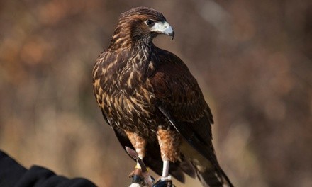 90-Minute Falconry Experience for One or Two at New England Falconry (Up to 37% Off)