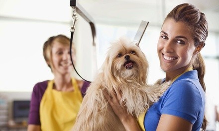 Pet Grooming and Day Care at Little Rascals Doggie Day Care and Boarding, LLC (Up to 55% Off)