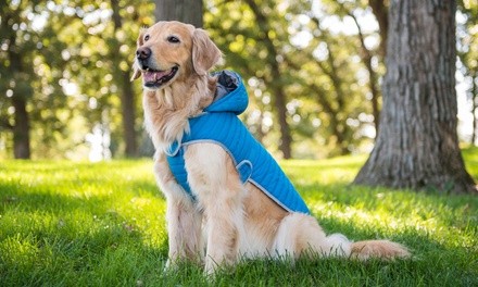 $2 for $20 Worth of Services — BarkBud Dog Walkers