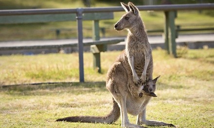 One General-Admission Ticket for Adult or Child at Missouri Down Under Adventure Zoo (Up to 31% Off)