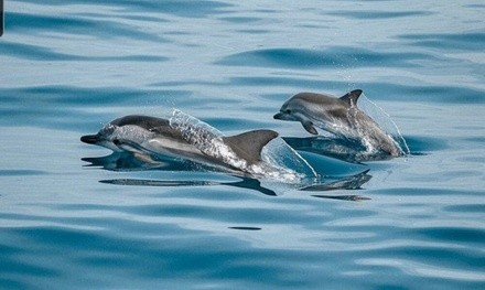 Four-, Six-, or Eight-Hour Dolphin and Island Tour for Up to Six from Sun Coast Boat Rental (Up to 10% Off)