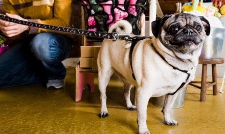 Five Days of Pet Sitting Services from Dylan's Pups (38% Off)