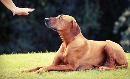 $495 for $900 Worth of Services — Boneheadz Dog Training