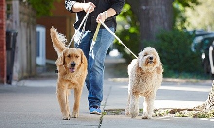 Eight Individual Pet Sitting or Dog Walking Visits or One-Month Membership from Dasher Pet Care (Up to 58% Off)