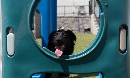 
$19 for One Full Day of Doggy Day Camp at Best Friends Pet Hotel($25 Value)
