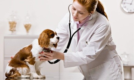 Feline or Canine Annual Package for One Animal at Jacaranda Animal Hospital (Up to 69% Off)