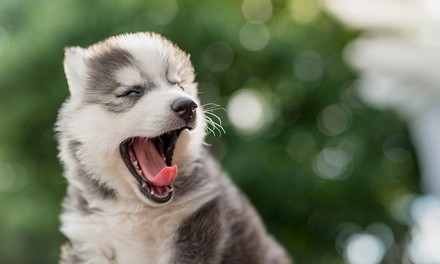 Dental Care for a Small, Medium, or Large Dog at Doggie Dentals (Up to 40% Off)