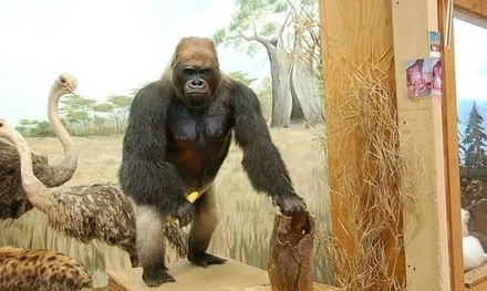 Single-Day Admission for Two, Three, or Four at Touchstone Wildlife and Art Museum (Up to 35% Off)