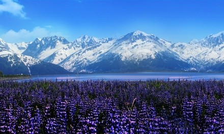 Turnagain Arm Shuttle Pass for One, Two, Four, or Six at Alaska's Finest Tours & Cruises (Up to 45% Off)