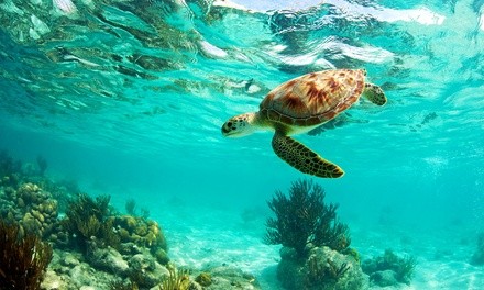 Up to 49% Off on Snorkel (Activity / Experience) at Best Oahu Tours LLC