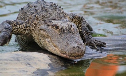 Up to 20% Off on Zoo / Animal Park at Alligator sanctuary